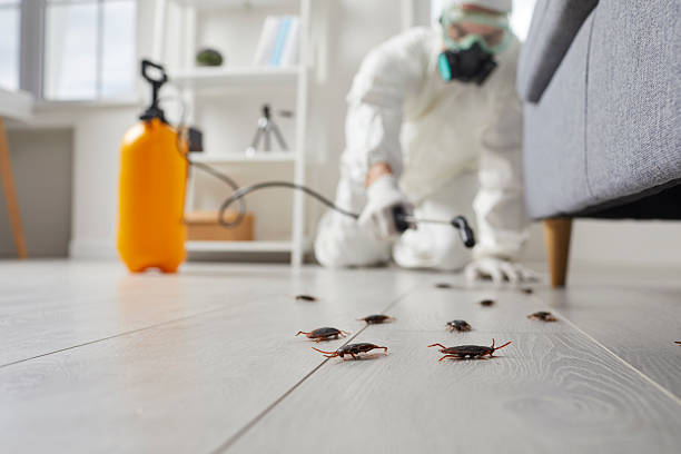 Commercial Rodent Management in Inverness